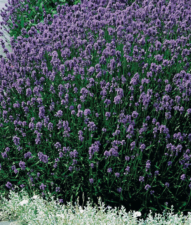 Kvety-Stredomorie-1-X.jpg
