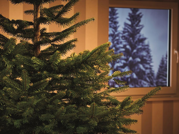 Stromcek-Vianoce-2-X.jpg